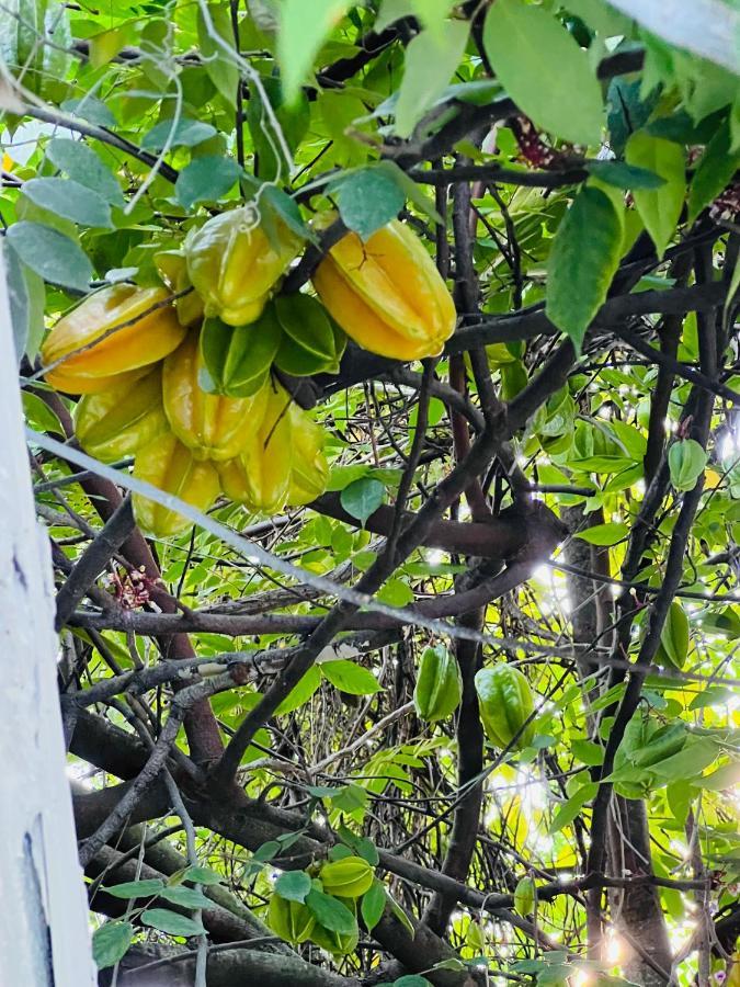 3Bdrm Fruit Tree Home Near Downtown Orlando Exterior foto