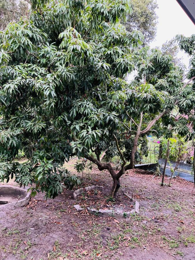 3Bdrm Fruit Tree Home Near Downtown Orlando Exterior foto